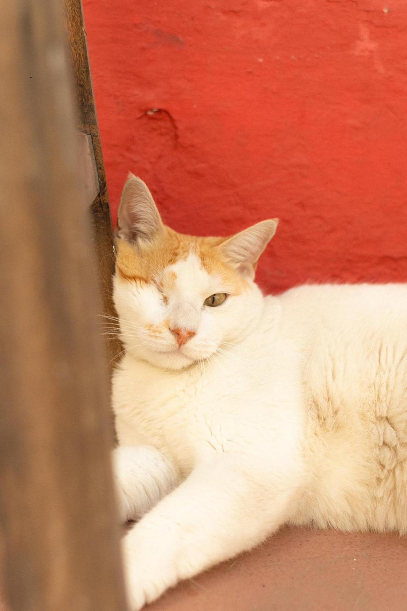 Zili Pernambuco - Hostel Pousada レシフェ エクステリア 写真